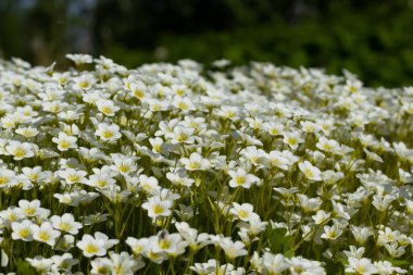 Saksafon hipnozu, bir sürü küçük beyaz çiçek..