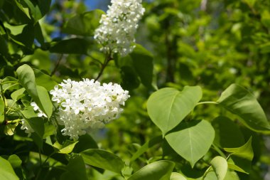 Gökyüzüne karşı güzel beyaz leylak dalı.