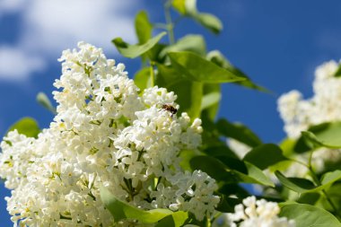Gökyüzüne karşı güzel beyaz leylak dalı.