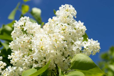 Gökyüzüne karşı güzel beyaz leylak dalı.