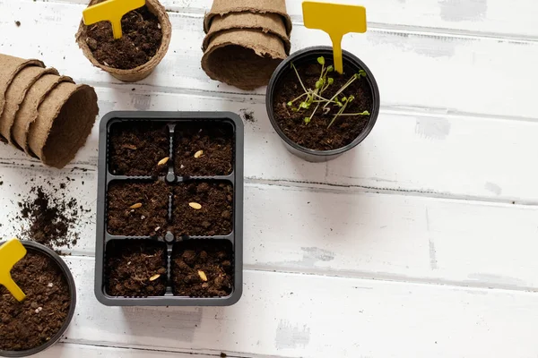 Itens Para Plantar Sementes Vasos Jardinagem Com Solo Sementes Espaço — Fotografia de Stock