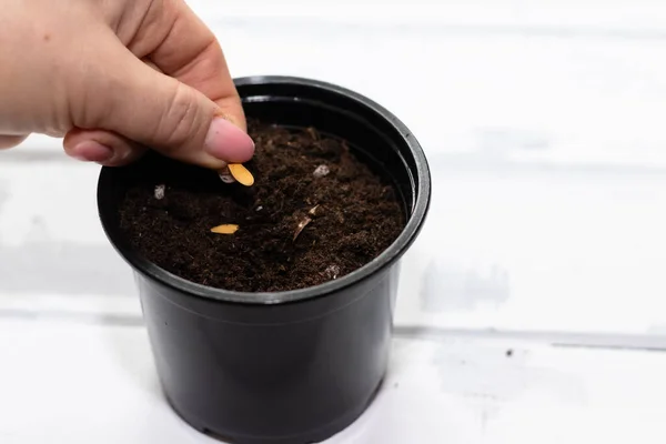 Mulher semeando sementes em casa em um pote para mudas, jardinagem — Fotografia de Stock