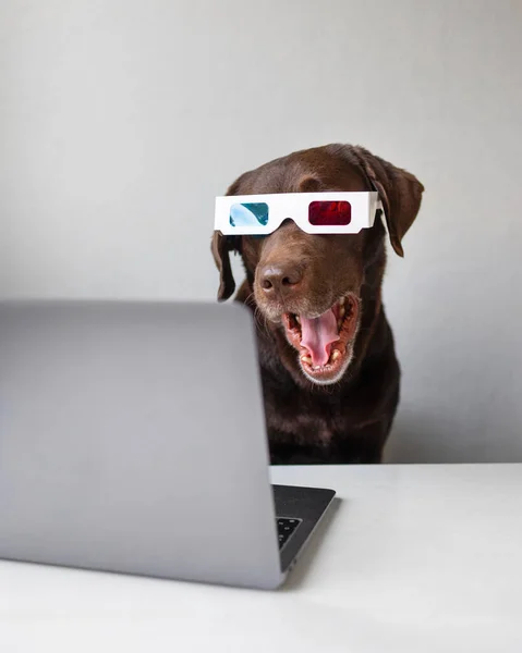 Pembe ya da gri arka planda üç boyutlu gözlüklü bir Labrador av köpeği. film izlemek için teyp gözlüğü. — Stok fotoğraf