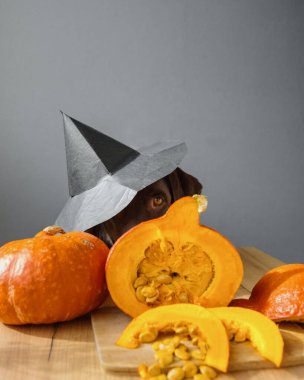 Siyah şapkalı ve balkabağı Cadılar Bayramı kıyafetli köpek. Sonbahar konsepti. Sonbahar yapraklı, karanlık bir arka planda balkabağı. Cadılar Bayramı ve Şükran Günü kutlaması. balkabağı dekorasyonu ve yemek pişirme