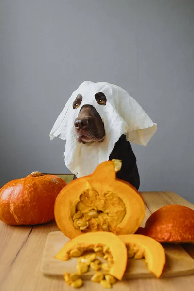 Een Retriever Hond Een Spookmasker Pompoen Halloween Outfit Herfst Concept — Stockfoto