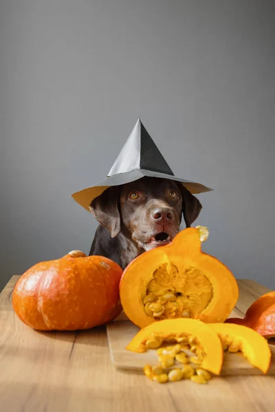 Perro retriever en sombrero negro y traje de halloween de calabaza. Concepto otoñal con calabaza — Foto de Stock