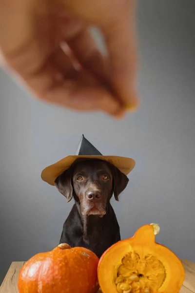 Perro retriever en sombrero negro y traje de halloween de calabaza. Concepto otoñal con calabaza — Foto de Stock