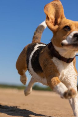 Evcil köpek av köpeği doğada koşup zıplıyor. Deniz kıyısında ya da ormanda köpek eğitimi alan bir hayvan, sahibini eğlendirir ve onunla oynar.