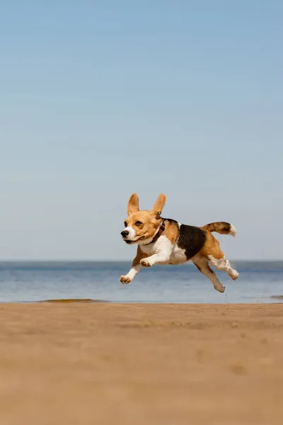 the domestic dog beagle runs and jumps in nature. dog training on the seashore or in the forest, a pet has fun and plays with its owner