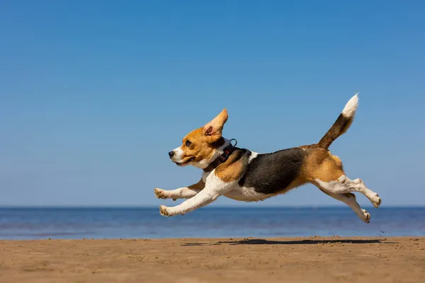 国内の犬のビーグルは自然界を飛び回っています。海岸や森での犬の訓練ペットは楽しく飼い主と遊んでいます ストックフォト