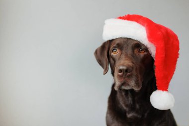 Noel Baba şapkası takan labrador av köpeği. Noel ya da yeni yıl için dekorasyon ve giysi. Kışın ve sevincin ruhu