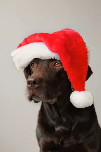 Un cane labrador retriever con un cappello da Babbo Natale. decorazioni e outfit per Natale o Capodanno. lo spirito dell'inverno e della gioia — Foto Stock