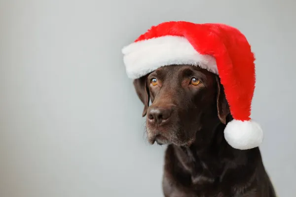 Egy labrador retriever kutya Mikulás kalapban. dekorációk és ruhák karácsonyra vagy új évre. a tél és az öröm szelleme — Stock Fotó