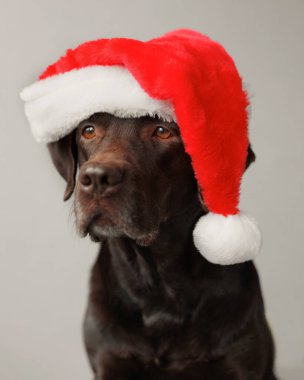 Noel Baba şapkası takan labrador av köpeği. Noel ya da yeni yıl için dekorasyon ve giysi. Kışın ve sevincin ruhu
