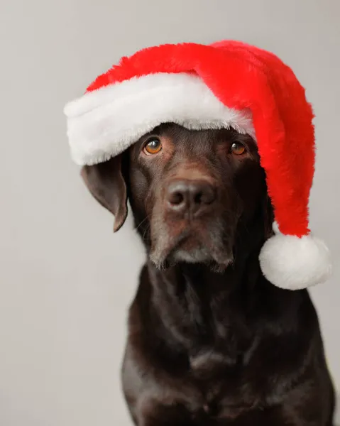 Egy labrador retriever kutya Mikulás kalapban. dekorációk és ruhák karácsonyra vagy új évre. a tél és az öröm szelleme — Stock Fotó