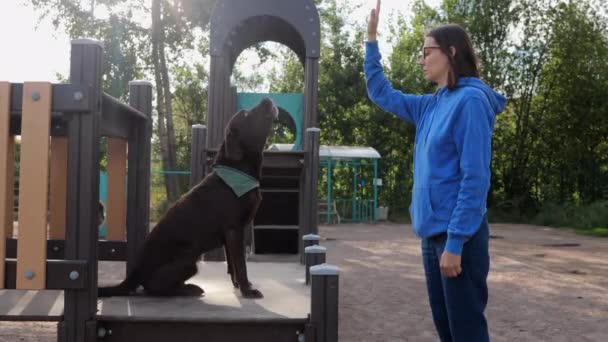 Kobieta i labrador retriever na placu zabaw zajmuje się treningiem psów. opiekun psa lub właściciel zwierzęcia uczy psa wykonywać polecenia — Wideo stockowe