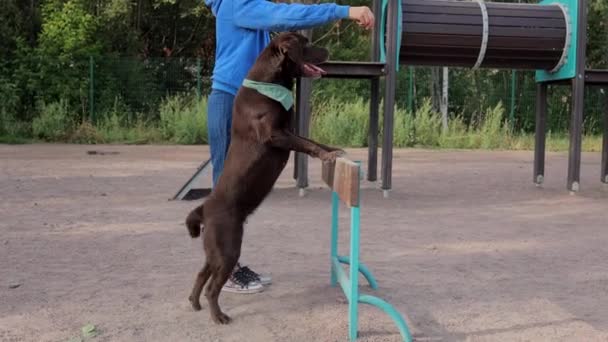 Una mujer y un labrador recuperador en el patio de recreo se dedica al entrenamiento de perros. un manipulador de perros o dueño de mascotas enseña al perro a seguir los comandos — Vídeos de Stock