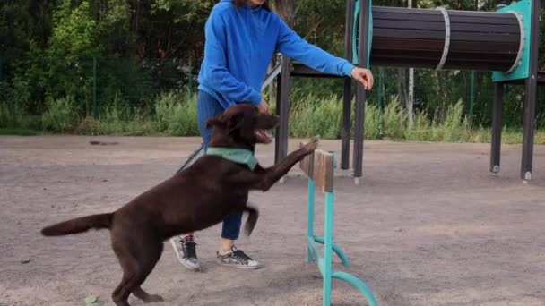 Una mujer y un labrador recuperador en el patio de recreo se dedica al entrenamiento de perros. un manipulador de perros o dueño de mascotas enseña al perro a seguir los comandos — Vídeo de stock