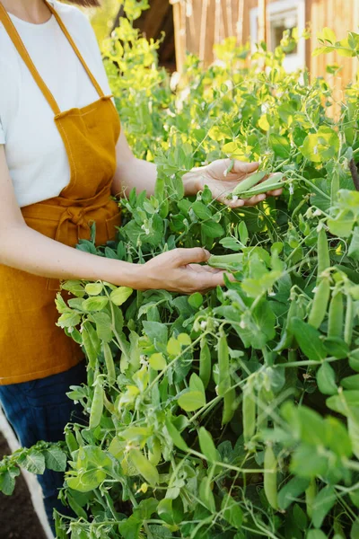 Turuncu önlüklü Avrupalı bir kadın bahçesinde salatalık ve bezelye topluyor kadın bahçıvan ya da çiftçi suları. 