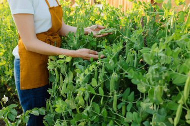 Turuncu önlüklü Avrupalı bir kadın bahçesinde salatalık ve bezelye topluyor kadın bahçıvan ya da çiftçi suları. 