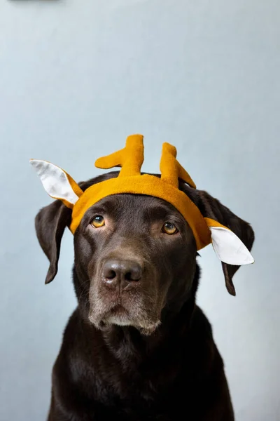 Egy csokoládé labrador retriever kutya ül a világos háttér egy zöld kendő vagy rózsaszín korona, kék nyuszifül készült kék szövet Halloween vagy karácsonyi ruha. — Stock Fotó