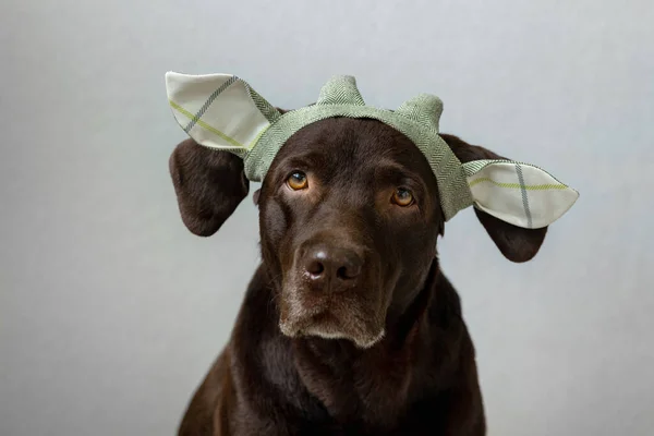 Egy csokoládé labrador retriever kutya ül a világos háttér egy zöld kendő vagy rózsaszín korona, kék nyuszifül készült kék szövet Halloween vagy karácsonyi ruha. — Stock Fotó