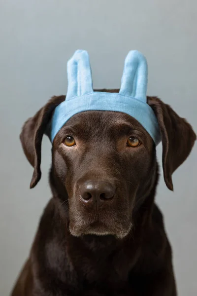 Egy csokoládé labrador retriever kutya ül a világos háttér egy zöld kendő vagy rózsaszín korona, kék nyuszifül készült kék szövet Halloween vagy karácsonyi ruha. — Stock Fotó