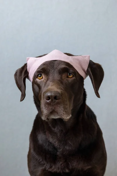 Um cão de chocolate labrador retriever senta-se em um fundo leve em uma bandana verde ou coroa rosa, orelhas de coelho azul feitas de tecido azul para uma roupa de Halloween ou Natal. — Fotografia de Stock