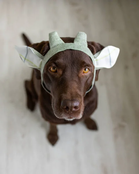 Un cane labrador retriever cioccolato siede su uno sfondo chiaro in una bandana verde o corona rosa, orecchie di coniglio blu in tessuto blu per un vestito di Halloween o Natale. — Foto Stock