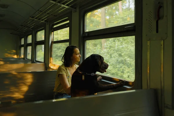 空の電車の中でサングラスをしているヨーロッパの女性とラブラドールの検索犬が運転して窓の外を見ています。市内や自然への公共交通機関を利用して ストック画像