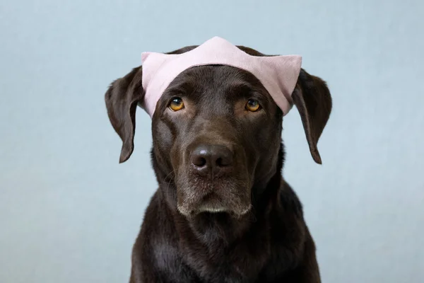 Egy csokoládé labrador retriever kutya ül a világos háttér egy zöld kendő vagy rózsaszín korona, kék nyuszifül készült kék szövet Halloween vagy karácsonyi ruha. — Stock Fotó