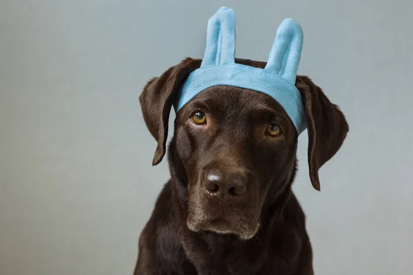 Egy csokoládé labrador retriever kutya ül a világos háttér egy zöld kendő vagy rózsaszín korona, kék nyuszifül készült kék szövet Halloween vagy karácsonyi ruha. — Stock Fotó