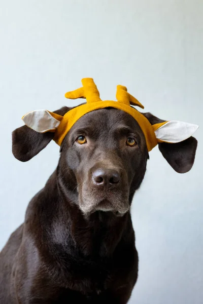Een chocolade labrador retriever hond zit op een lichte achtergrond in een groene bandana of roze kroon, blauw konijn oren gemaakt van blauwe stof voor een Halloween of Kerstmis outfit. — Stockfoto