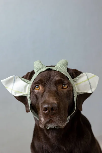 Čokoládový labrador retrívr sedí na světlém pozadí v zeleném šátku nebo růžové koruně, modré králičí uši z modré látky pro Halloween nebo vánoční oblečení. — Stock fotografie
