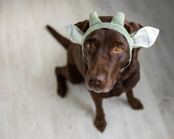 Egy csokoládé labrador retriever kutya ül a világos háttér egy zöld kendő vagy rózsaszín korona, kék nyuszifül készült kék szövet Halloween vagy karácsonyi ruha. — Stock Fotó