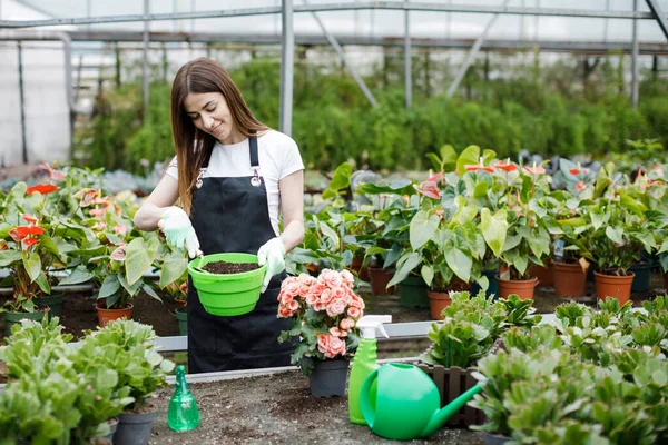 Young Woman Transplants Plants Takes Care Flowerpots Greenhouse Concept Growing — Stock Photo, Image