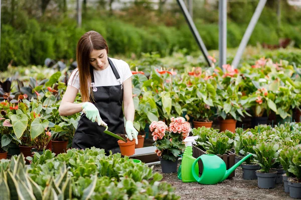 Young Woman Transplants Plants Takes Care Flowerpots Greenhouse Concept Growing — Stock Photo, Image