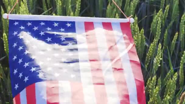 American Flag Lying Green Wheat Concept Independence Day — Stockvideo