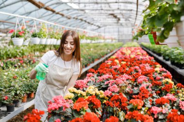 Çiçekçilik yapan genç bir kadın spreyle saksıdaki çiçeklere su sıkıyor..