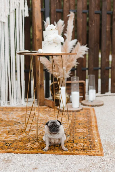 A funny pug dog is sitting next to a table and a wedding cake in anticipation of the holiday. The dog guards the wedding cake