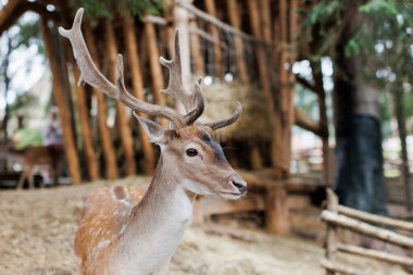 Yazın kameraya bakan kızıl geyik. Ormanda kahverengi kürklü vahşi bir hayvan..