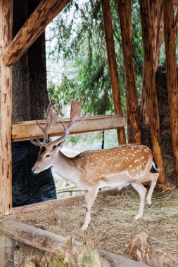 Yazın kameraya bakan kızıl geyik. Ormanda kahverengi kürklü vahşi bir hayvan..