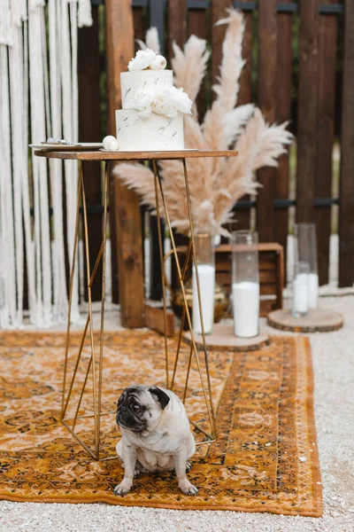 A funny pug dog is sitting next to a table and a wedding cake in anticipation of the holiday. The dog guards the wedding cake
