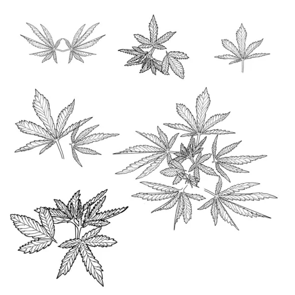 Chanvre, feuilles et tiges — Image vectorielle