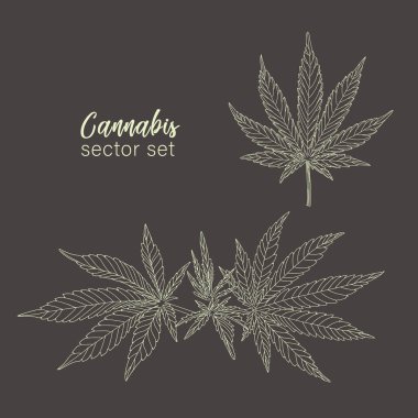 Kenevir, kenevir yaprağı ve sapları