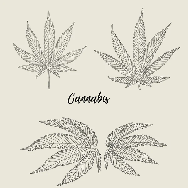 Kenevir, kenevir yaprağı ve sapları