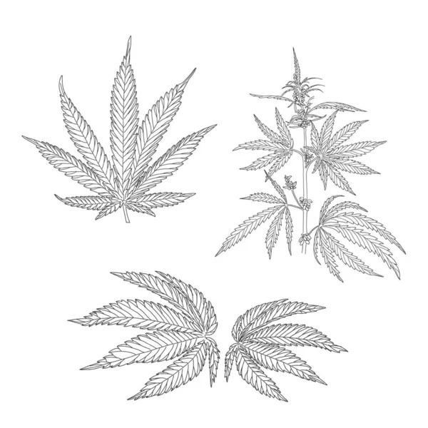 Конопля, листья конопли и стебли — стоковый вектор