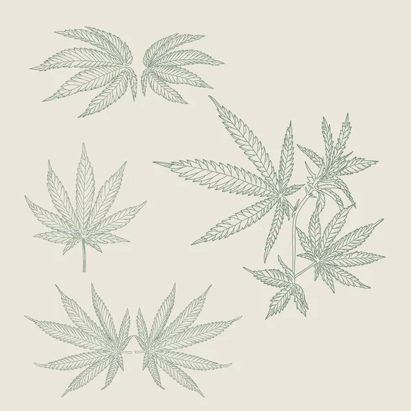 Chanvre, feuilles et tiges de cannabis — Image vectorielle