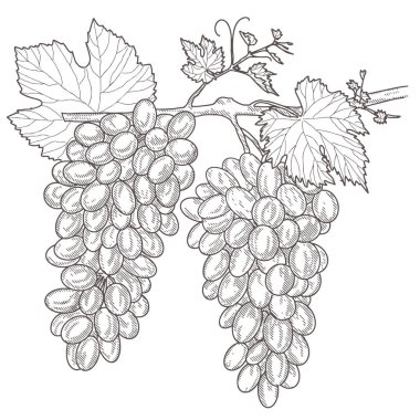 Vintage üzüm demet.