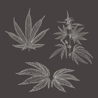 Kenevir, kenevir yaprağı ve sapları